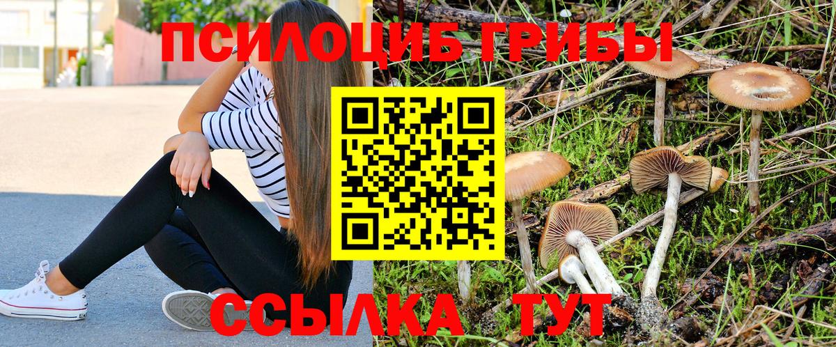 Волгоград  Псилоцибиновые грибы Cubensis  Вход с VPN 